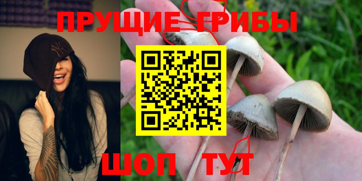 Галлюциногенные грибы Psilocybine cubensis Городец